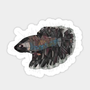 Heimdall the Betta Sticker